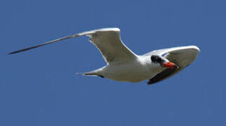 Caspian Tern