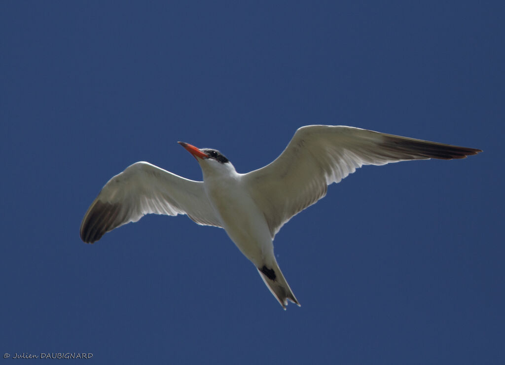 Caspian Tern, Flight