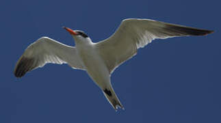 Caspian Tern