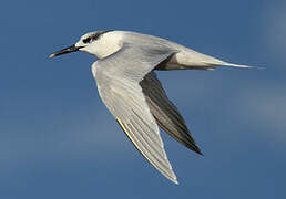 Sandwich Tern