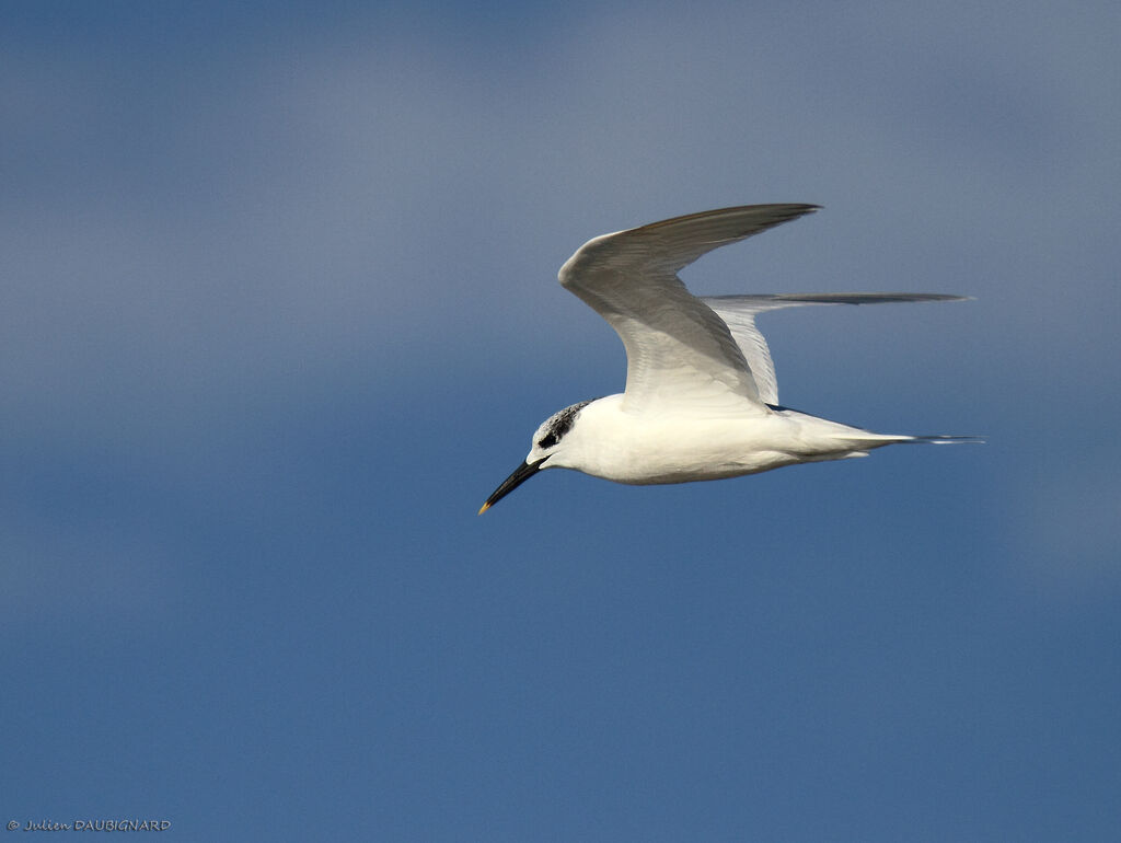 Sandwich Tern, Flight