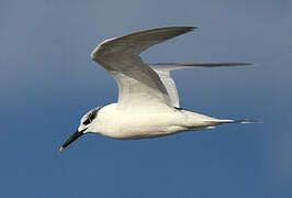 Sandwich Tern