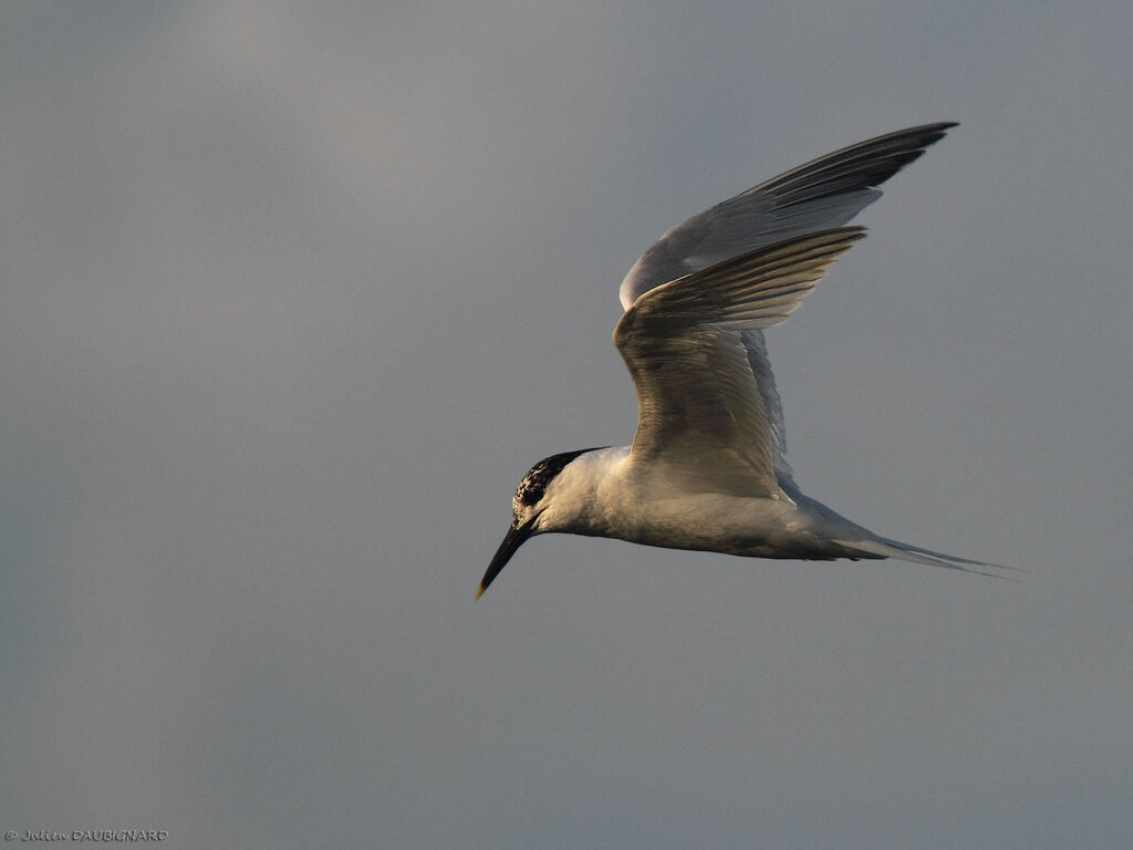 Sandwich Tern, Flight