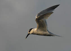 Sandwich Tern