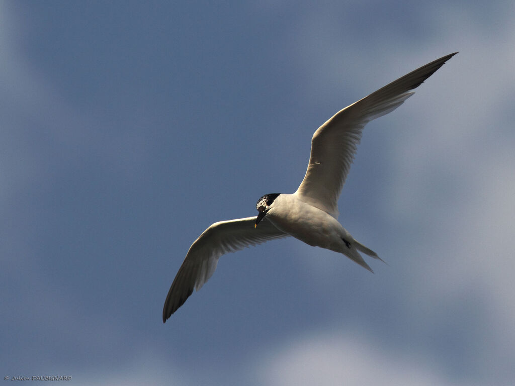 Sandwich Tern, Flight