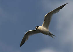 Sandwich Tern