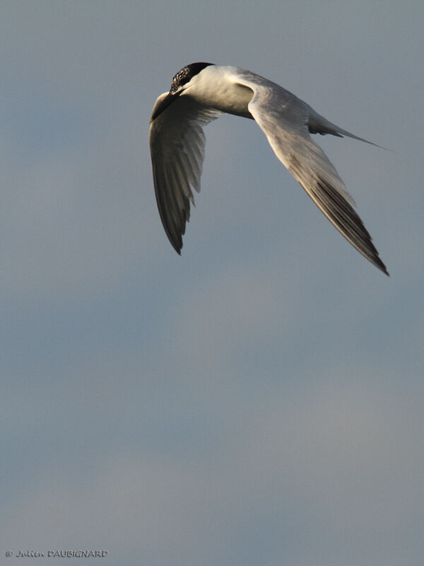 Sandwich Tern, Flight