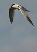 Sandwich Tern