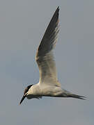 Sandwich Tern