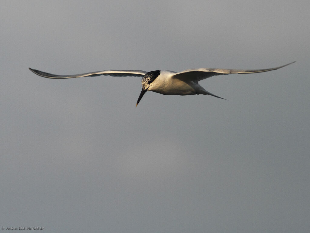 Sandwich Tern, Flight