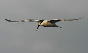 Sandwich Tern