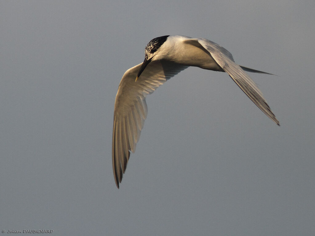 Sandwich Tern, Flight