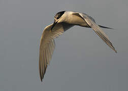 Sandwich Tern