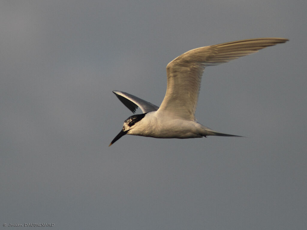 Sandwich Tern, Flight