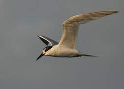 Sandwich Tern