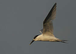 Sandwich Tern