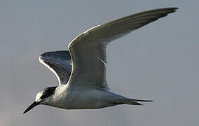 Sandwich Tern