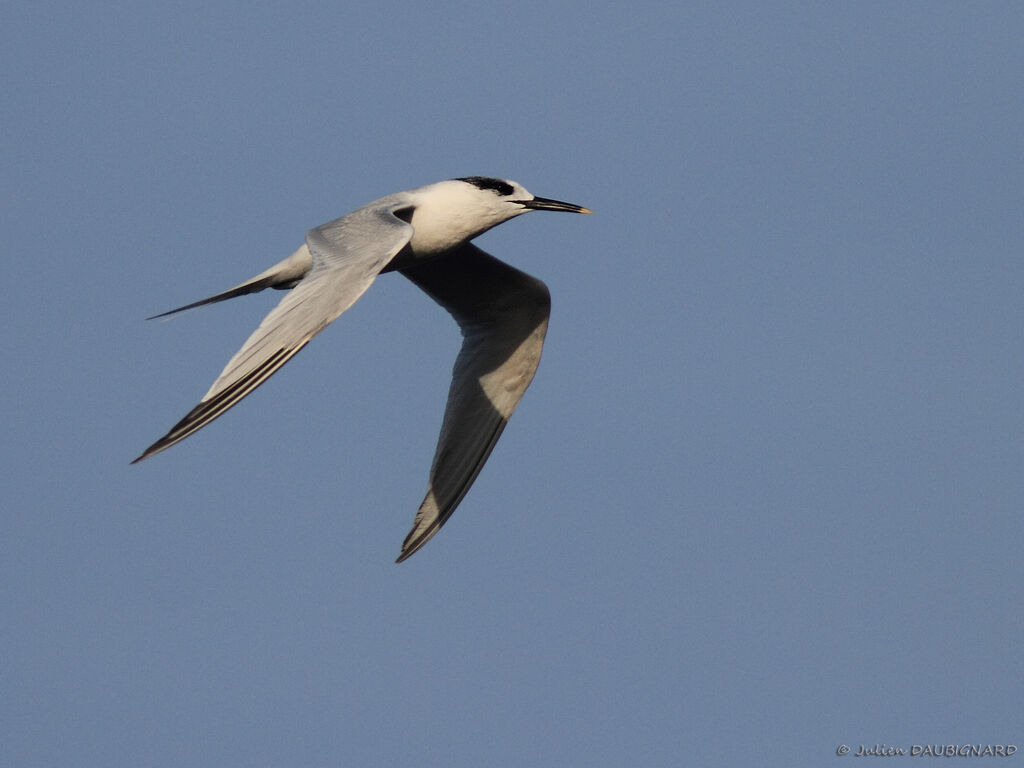 Sandwich Tern, Flight