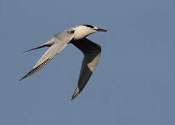 Sandwich Tern