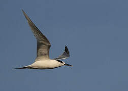 Sandwich Tern