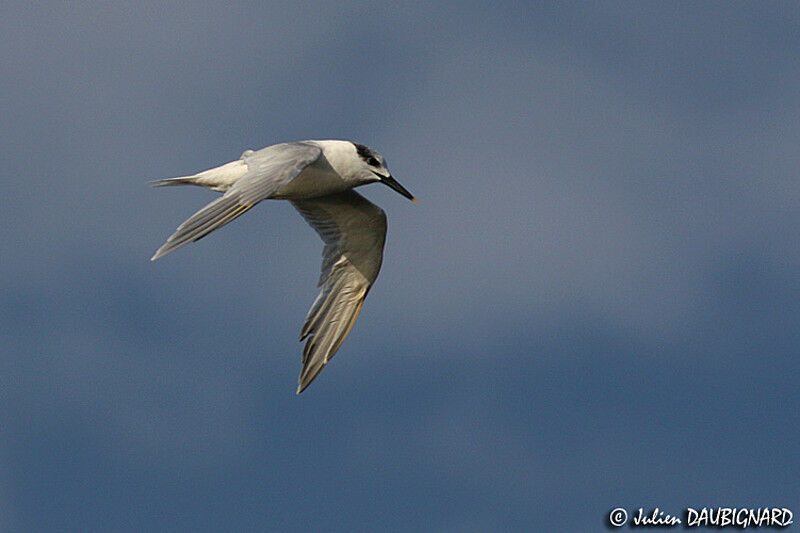 Sandwich Ternadult post breeding, Flight