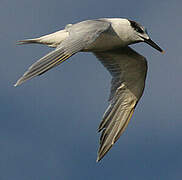 Sandwich Tern