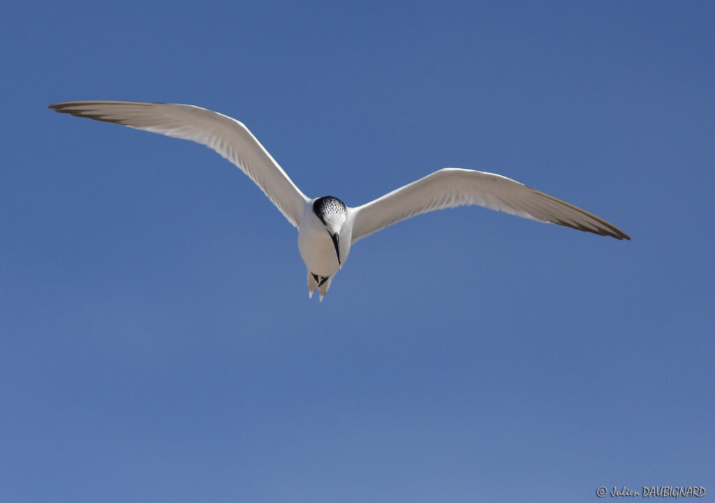 Sandwich Tern, Flight