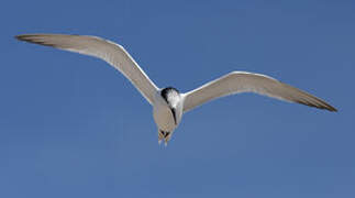 Sandwich Tern