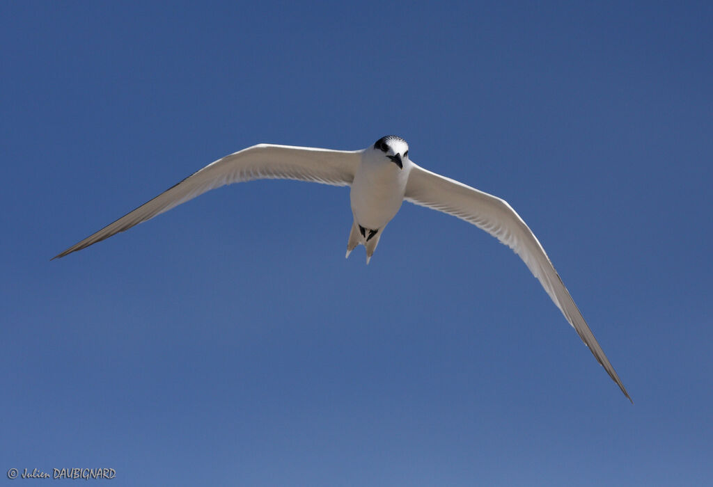 Sandwich Tern, Flight