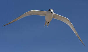 Sandwich Tern