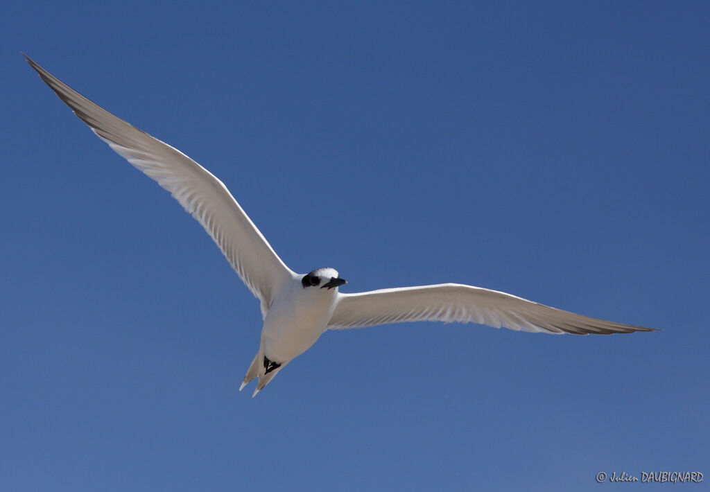 Sandwich Tern, Flight