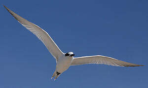 Sandwich Tern