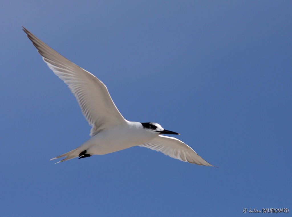 Sandwich Tern, Flight