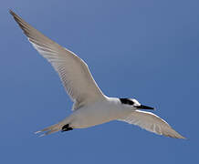 Sandwich Tern