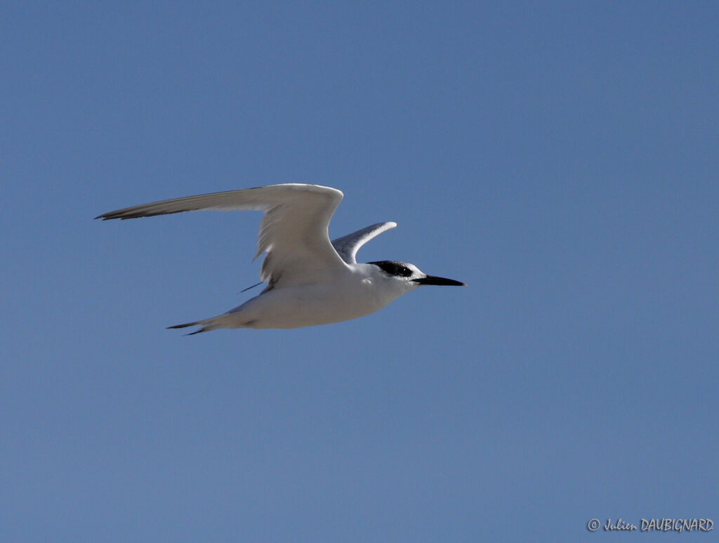 Sandwich Tern, Flight