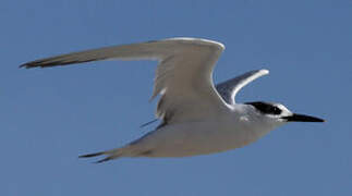 Sandwich Tern