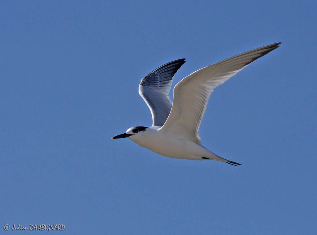 Sandwich Tern, Flight