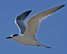 Sandwich Tern