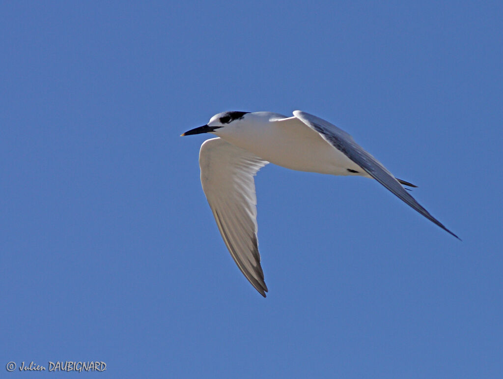 Sandwich Tern, Flight