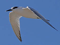 Sandwich Tern