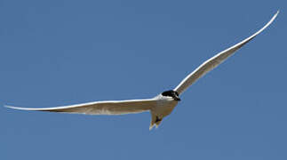 Gull-billed Tern