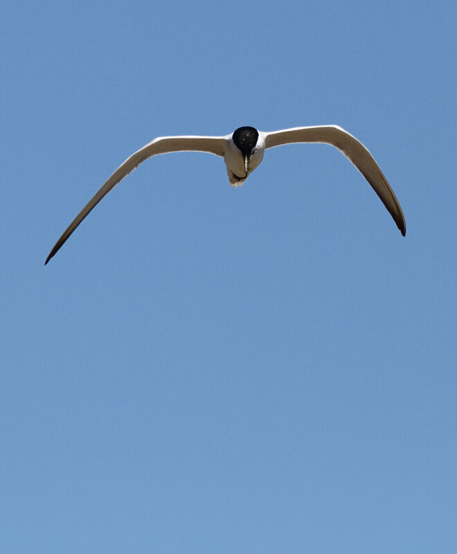 Gull-billed Ternadult, Flight