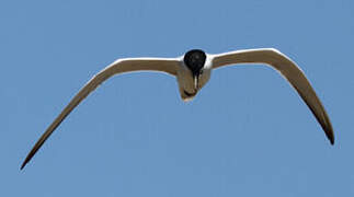 Gull-billed Tern