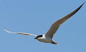 Gull-billed Tern