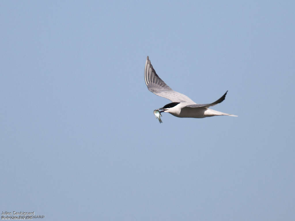 Gull-billed Ternadult, Flight, feeding habits