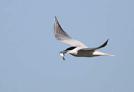 Gull-billed Tern