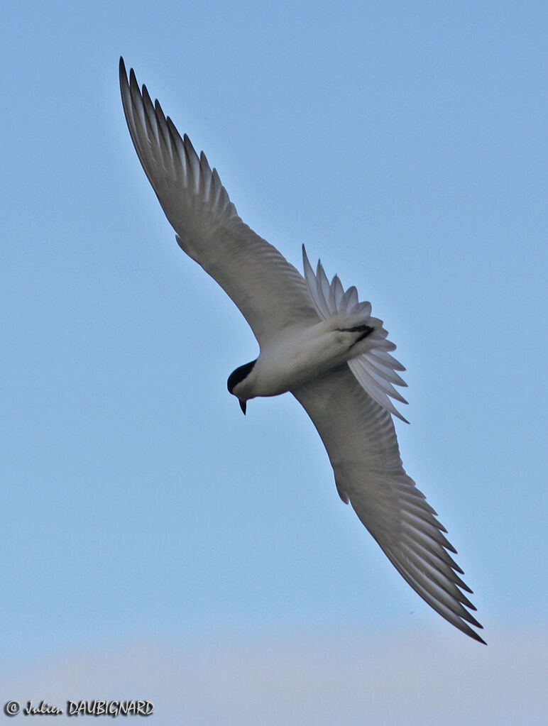 Gull-billed Ternadult, Flight