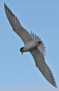 Gull-billed Tern