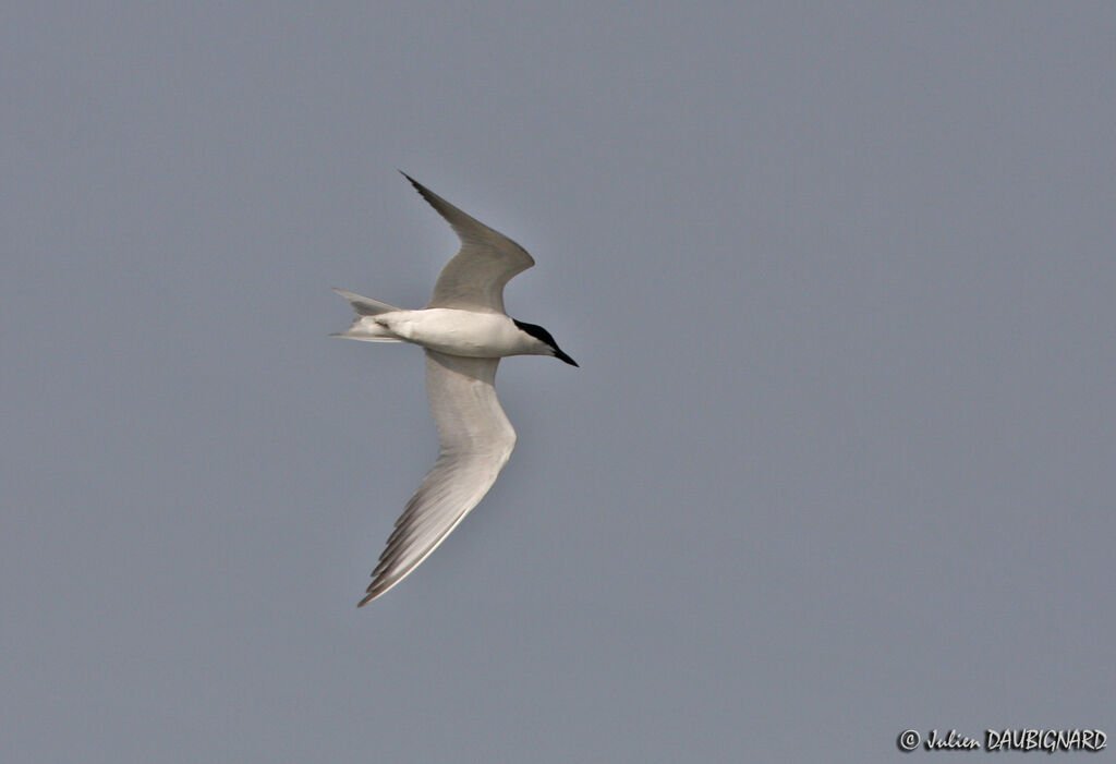 Gull-billed Ternadult, Flight