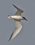 Gull-billed Tern